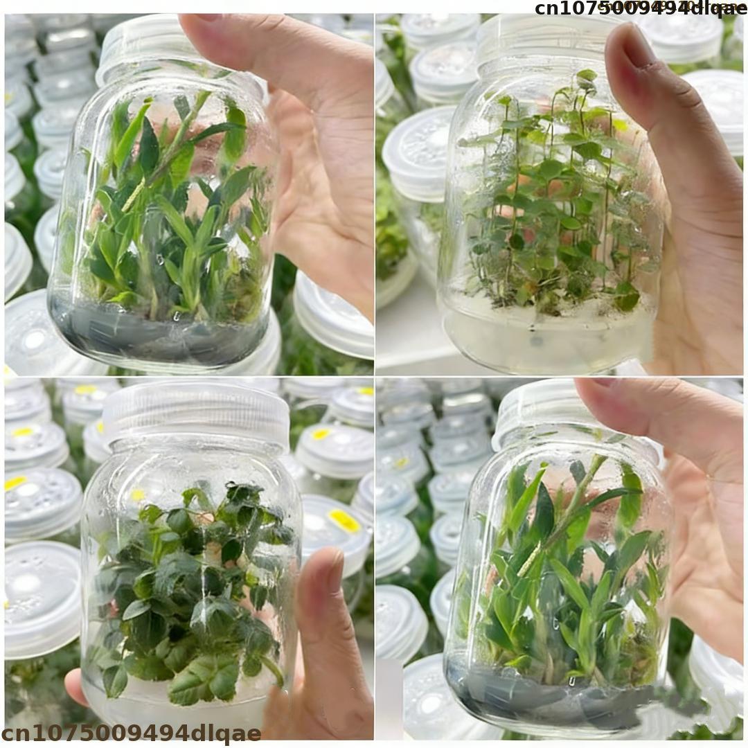 Agar Tissue Culture - Агар-агар для культивирования растительных тканей, высокая