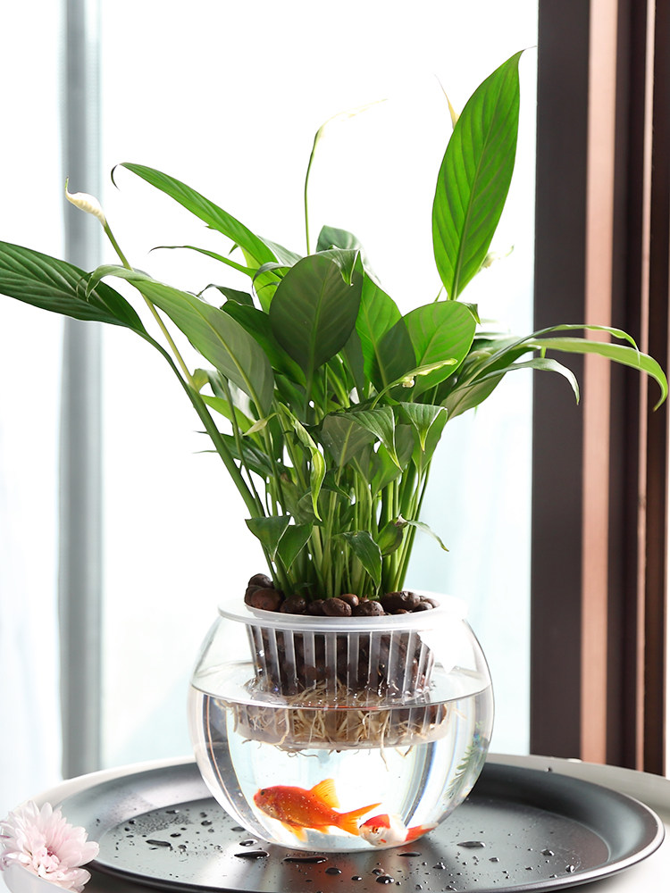 Гидропонная стеклянная ваза дл – обзор и цена Propagation Station Vase